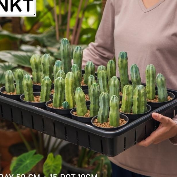 1 Set Tray + 15 Pcs Pot Hitam 10Cm | Tray Nkt 50Cm | Tray Semai Bibit