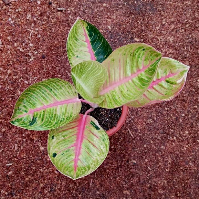 Aglaonema Goliath/Bibit Tanaman Aglonema Goliat