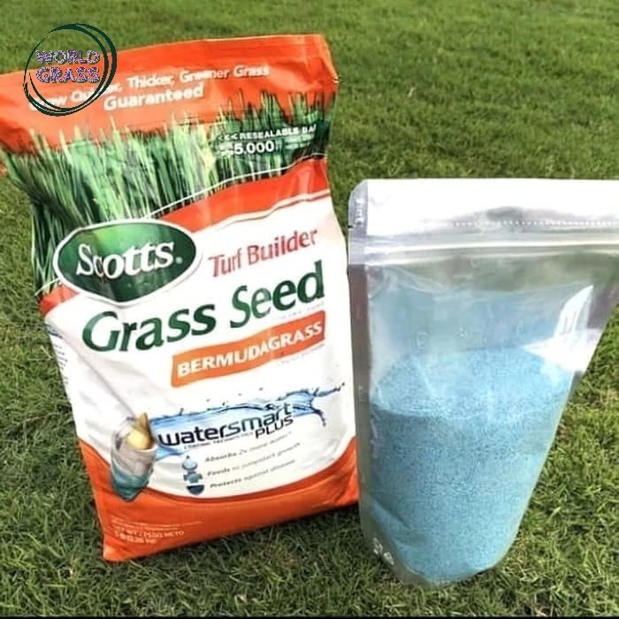 Bibit Benih Rumput Bermuda Lapangan Sepakbola - Rumput Taman