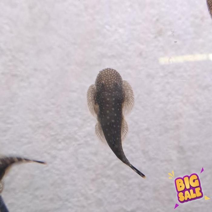 

Best Seller Ikan Borneo Sucker / Ikan Pari Mini Air Tawar Harga Discount