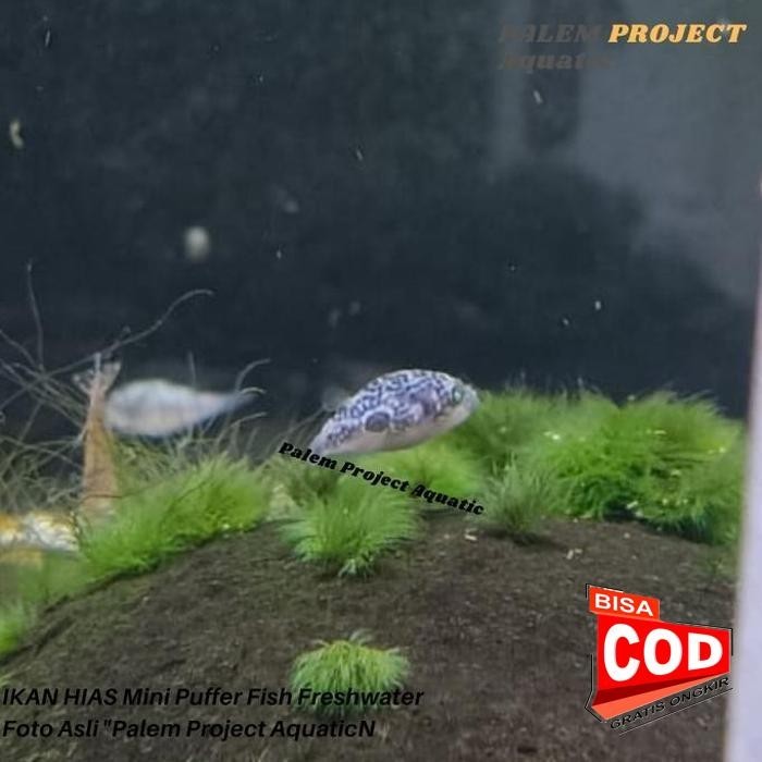 Cuci Gudang Mini Puffer Fish Ikan Buntal Air Tawar Pembasmi Keong Hama Ikan Buntel Good Quality