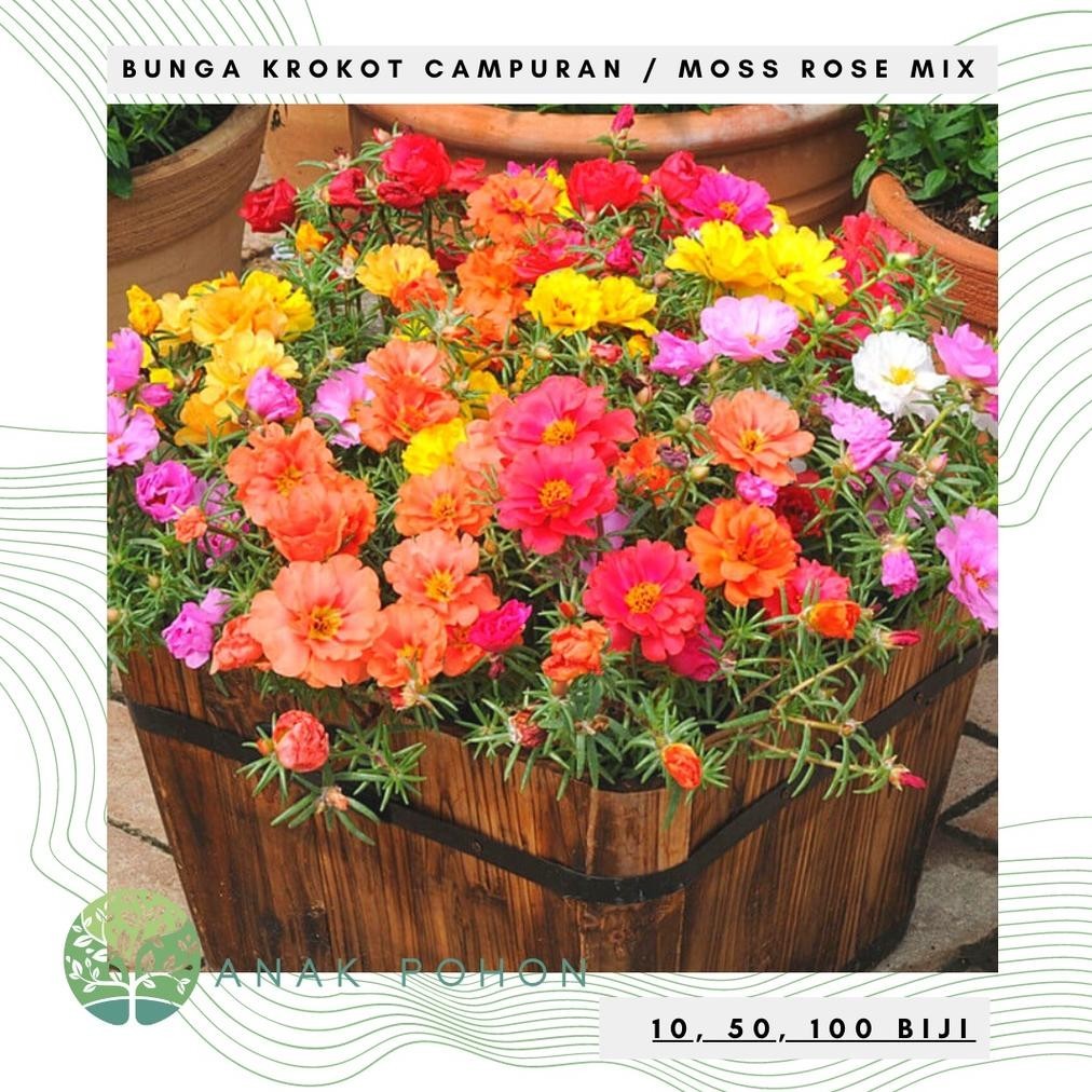 Benih Bibit Biji - Bunga Krokot Moss Rose Mix (Portulaca grandiflora) Krokot Mawar Single & Double F