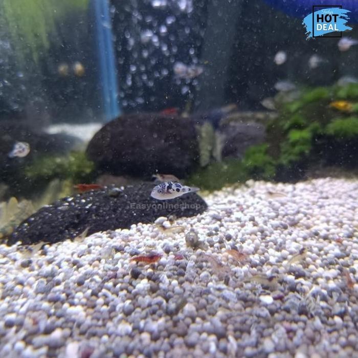 Cod Mini Puffer Fish Ikan Buntal Air Tawar Pembasmi Keong Hama Aquascape Kekinian