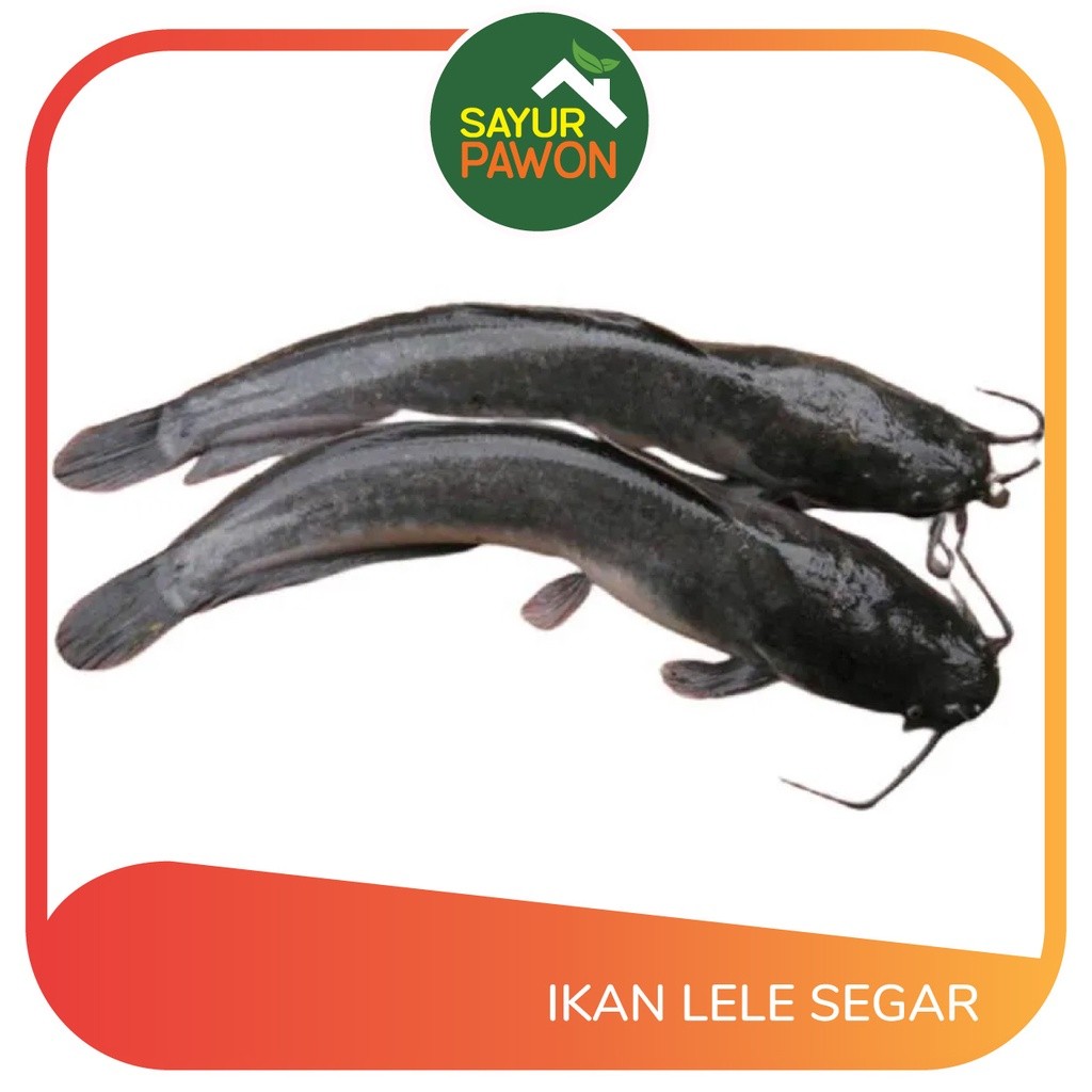 

IKAN LELE SEGAR Per 500 gram