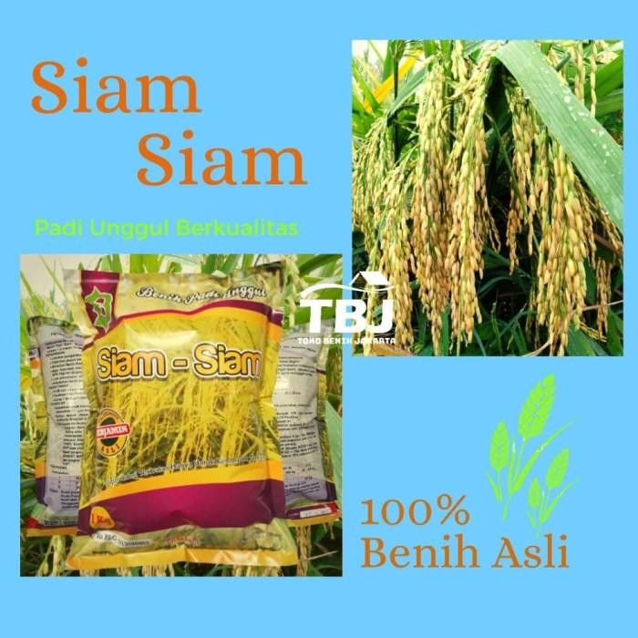 Benih Bibit Padi Siam Siam Unggul Lokal Aceh Kualitas Terbaik