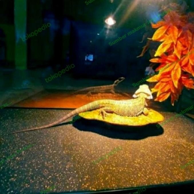 

Karpet Reptil ( Alas Reptil ) Costum 40Cm X 80Cm