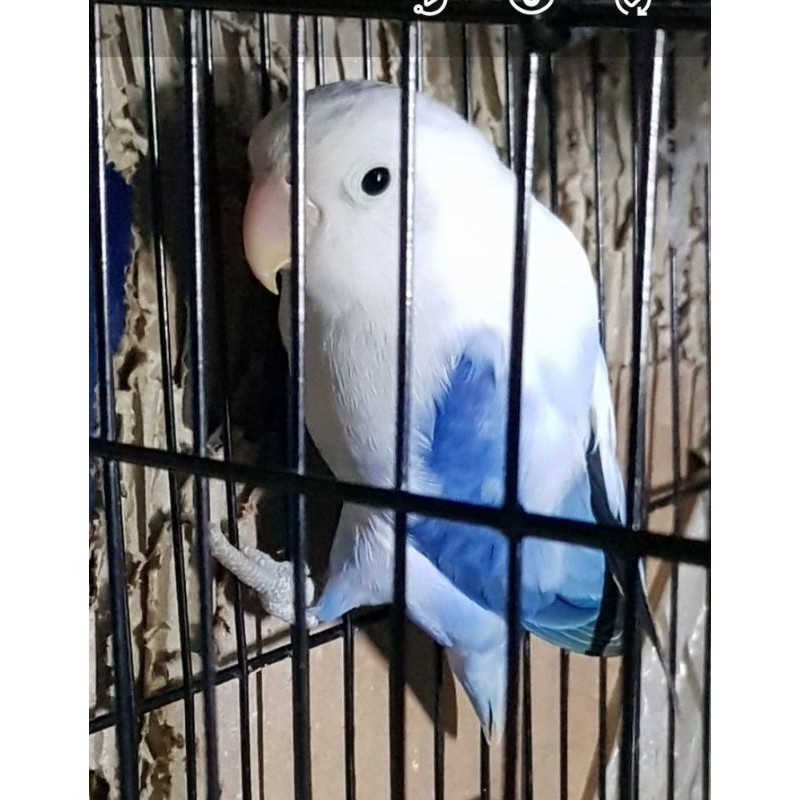 Burung Lovebird Biola Ewing Blue