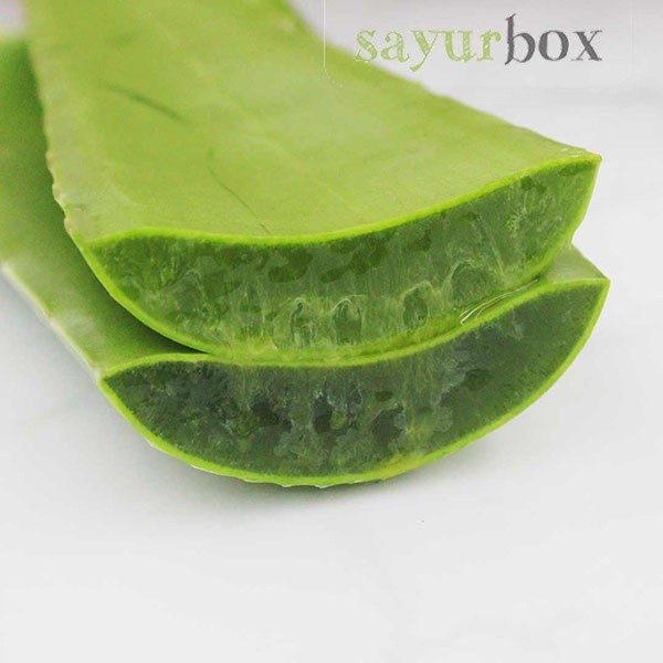

Aloe Vera Konvensional 500 gram Sayurbox