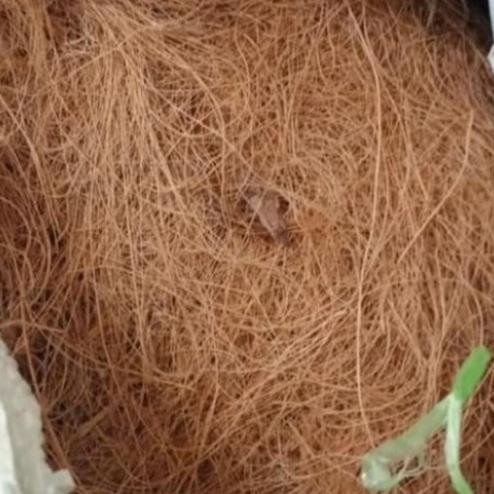 Cocofiber Sabut Kelapa Karungan / Media Tanam Cocofiber