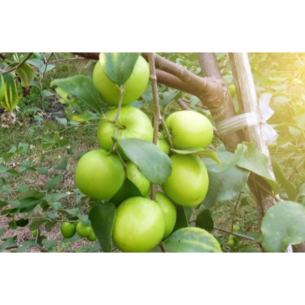 Bibit Apel putsa India super ungul ATV