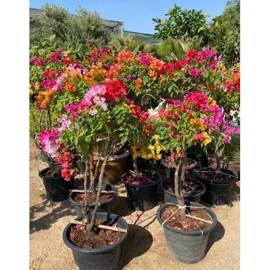 BIBIT BUNGA KERTAS BOUGENVILLE 5 WARNA MURAH CEPAT BERBUNGA TANAMAN