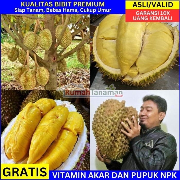 BIBIT DURIAN UNGGUL ASLI BERGARANSI - BIBIT DURIAN CEPAT BERBUAH