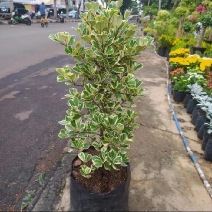 TANAMAN HIAS BERINGIN KUPU-KUPU / FICUS TINGGI 1 MTR + POT PUTIH
