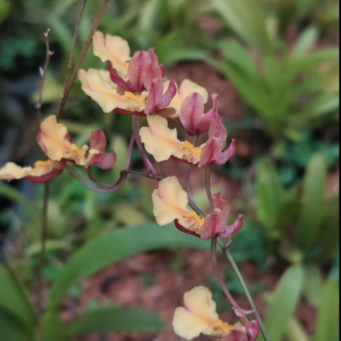 ONCIDIUM TINY ORANGE ONCIDIUM TAHITI