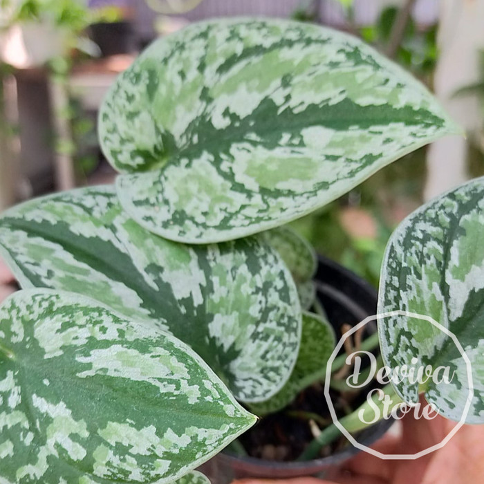 TANAMAN HIAS SCINDAPSUS TRICOLOR / SCINDAPSUS 3 WARNA