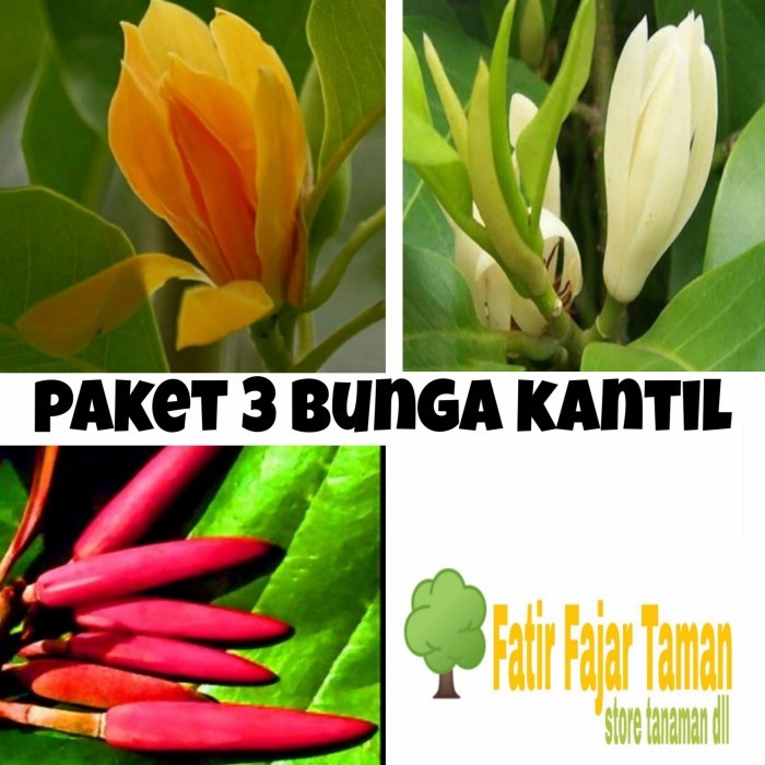 PAKET 3 TANAMAN BUNGA KANTIL PUTIH MERAH KUNING / BUNGA CEMPAKA -BIBIT
