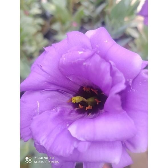 TANAMAN BUNGA LISIANTHUS (EUSTOMA GRANDIFLORA) KONDISI DEWASA DAN