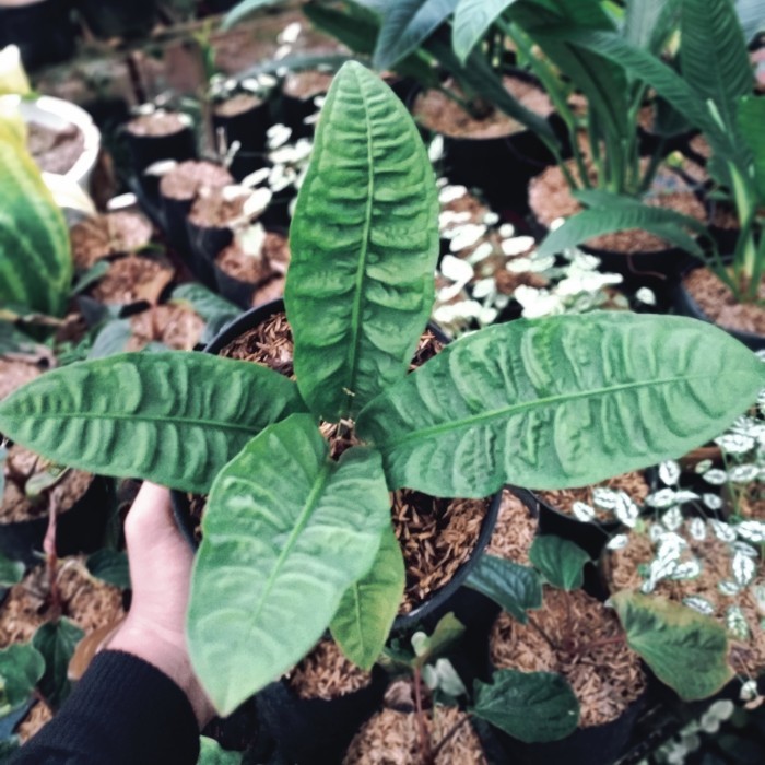 ANTHURIUM REFLEXINERVIUM LANGKA