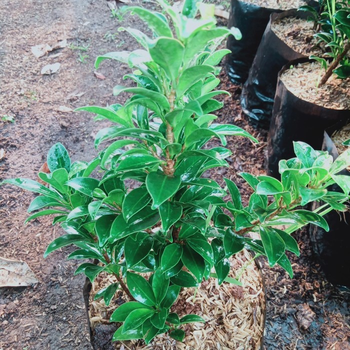 TANAMAN HIAS BAHAN BONSAI BERINGIN ELEGAN