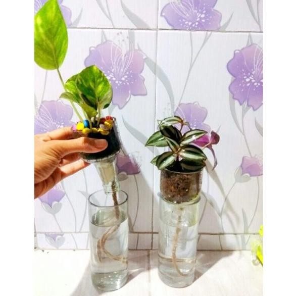 [Vas] Vas Bunga Kaca Minimalis Pot Tanaman Air Botol Hidroponik Hias Unik [Simple]