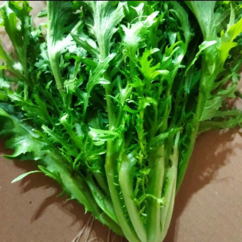 

Endive (Hidroponik) 500gr