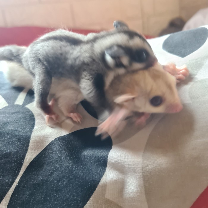 sugar glider grey het creamino