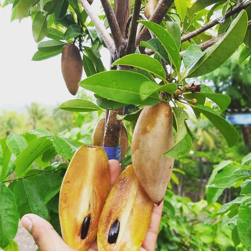 Bibit Buah Sawo Mentimun