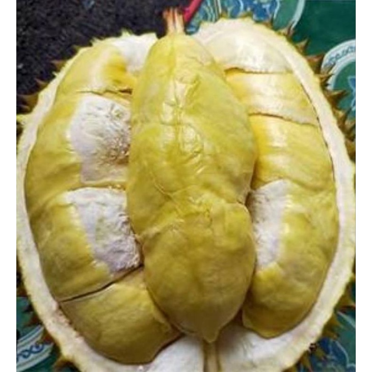 Bibit Buah Durian Matahari
