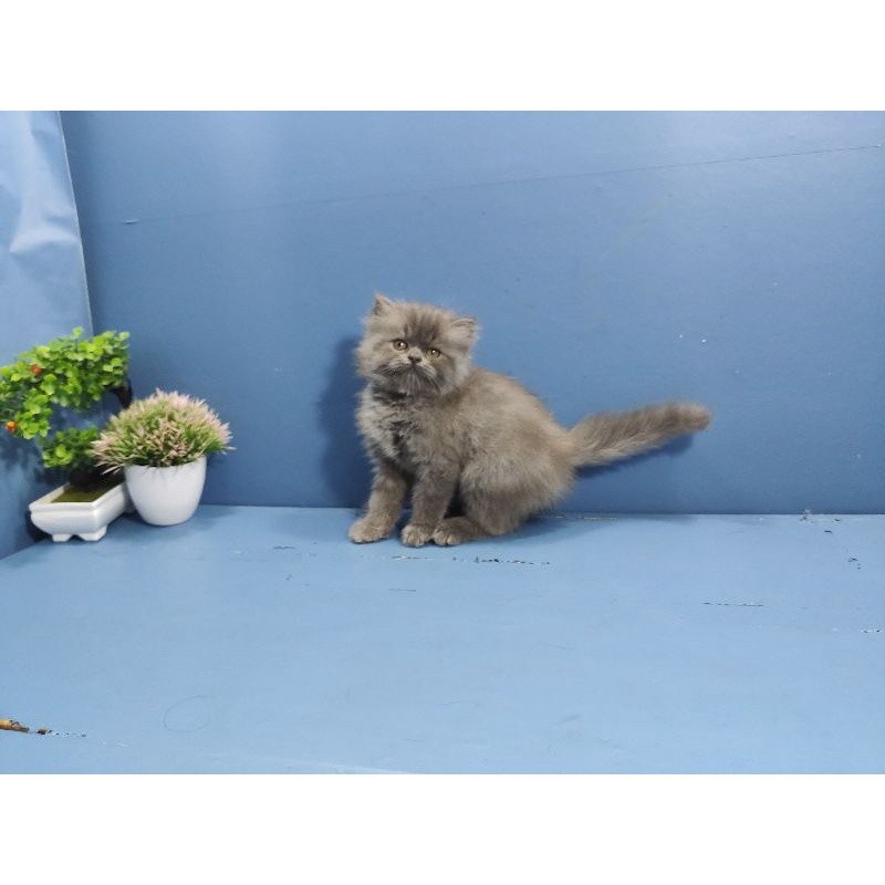 Kucing Persia Super Lucu Jantan