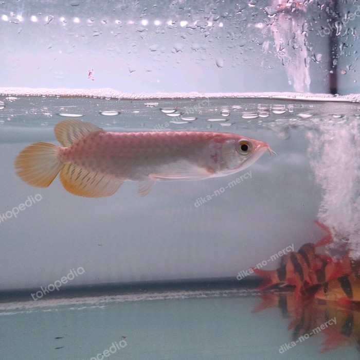 ikan arwana red Banjar arwana Banjar red