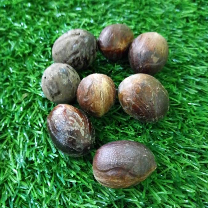 

best produk] Pala biji Pala nutmeg 100 gram