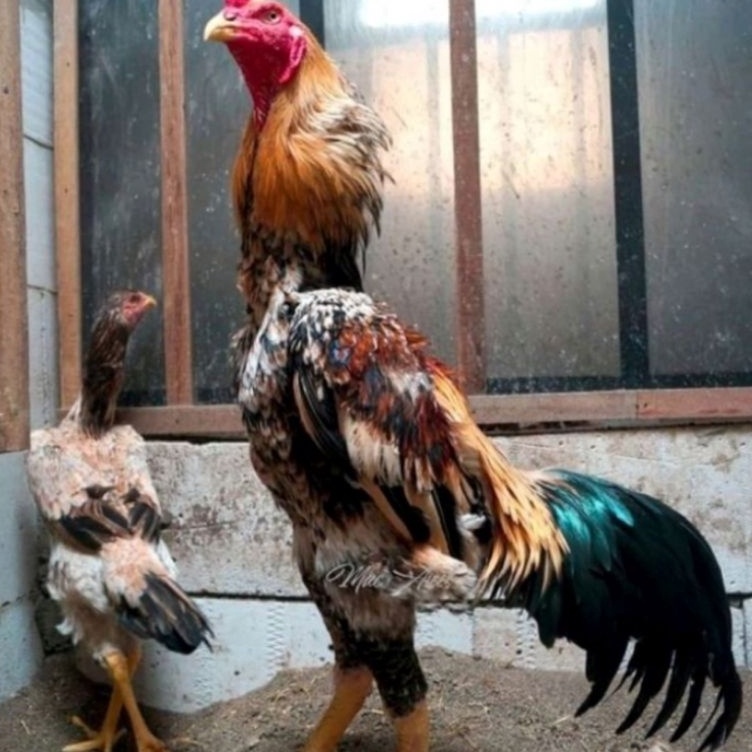 Buruan Belanja telur tetas ayam oshamo japan