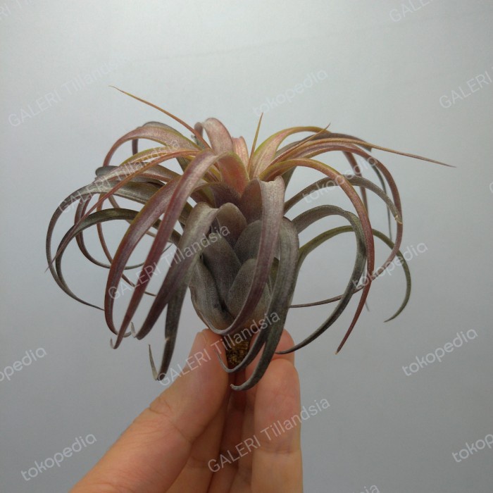 Terlaris Tillandsia Love Knot - Medium Size (Capitata X Streptophylla)