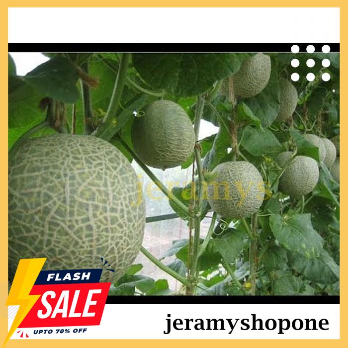 POPULER BENIH-BIBIT MELON JAPONIKA F1 (BISI) 