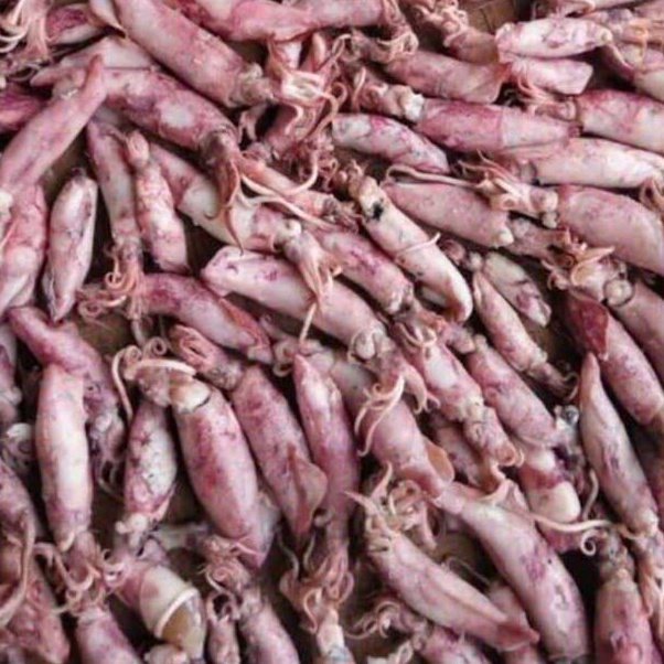 

VCSP7130 Grosir Ikan Asin Cumi Asin 100 gram Segar