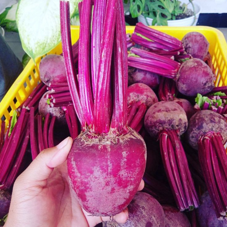 

RXJB3568 Buah BIT segar 1 KG SUPER / Beet Root / Buah Bit / Herbal /Buah Segar Batu Malang / FREE PACKING KARDUS