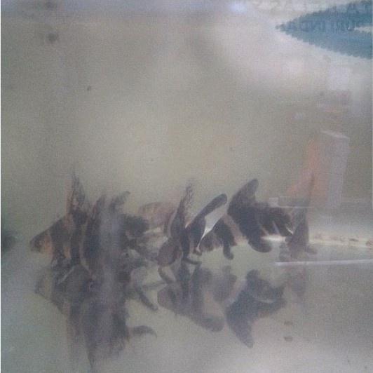 ikan chf chinese high fin