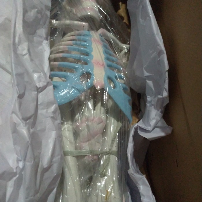 PROMO MODEL KERANGKA MINI, KERANGKA MANUSIA MODEL ANAK - ANAK TERBARU