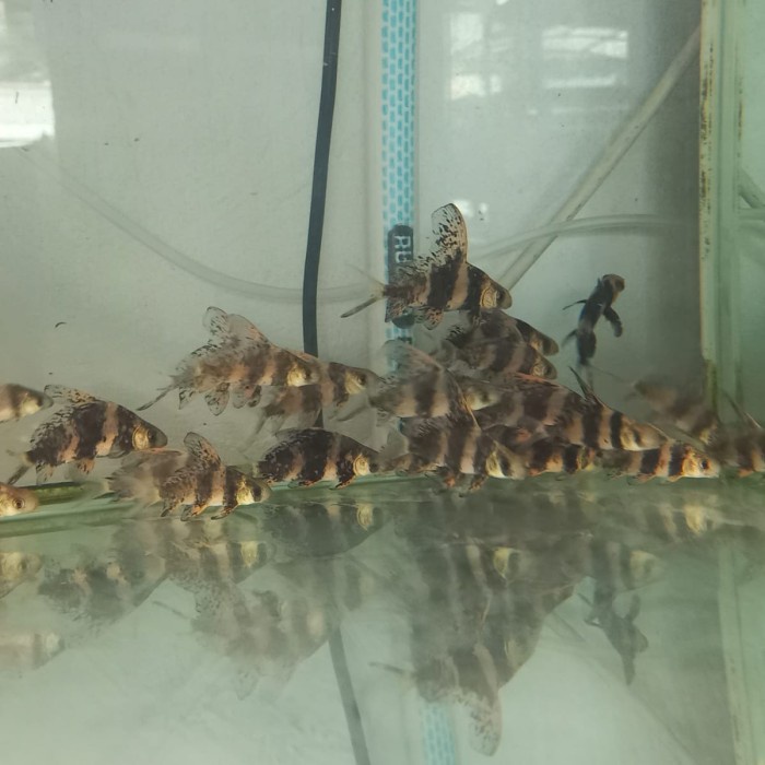 chinese high fin chf