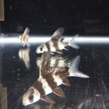 ikan chinese high fin