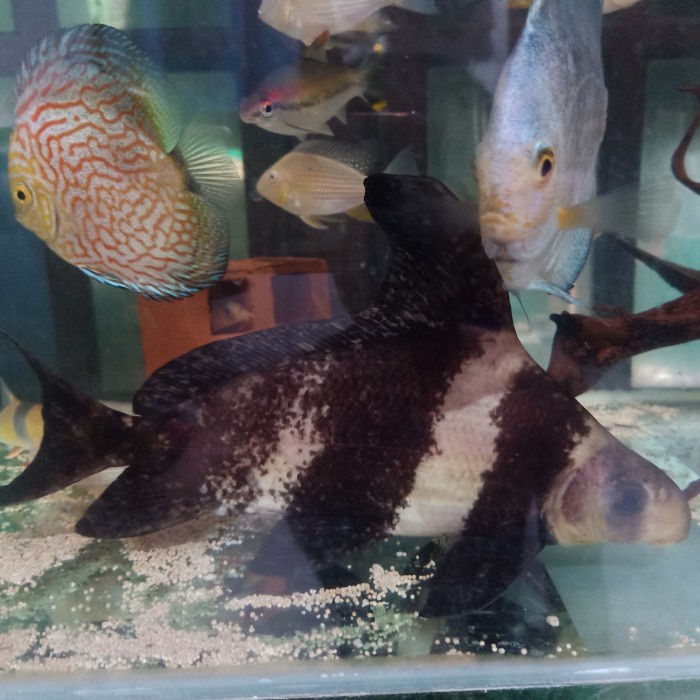 ikan chf chinese high fin