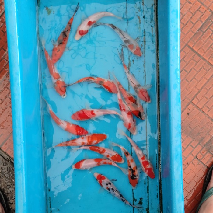 Bibit ikan koi blitar 10 12 cm Grade a Murah Berkualitas