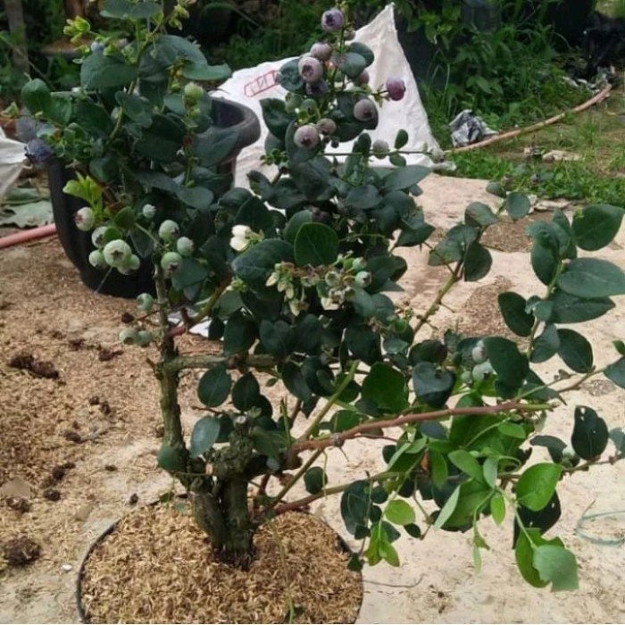 TERMURAH bibit tanaman buah blueberry / blueberry jamfruit cepat berbuah /GUNTING DAHAN/BIBIT