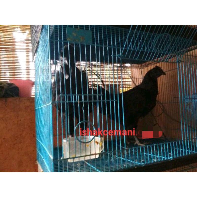 Promo Beli Jantan Gratis Betina Ayam Cemani Walik Remaja  Wajib Baca Diskripsi