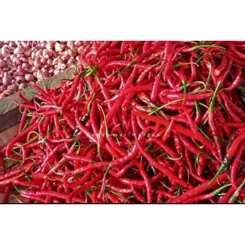 

Cabe Kriting / Curly Chilies 100gram