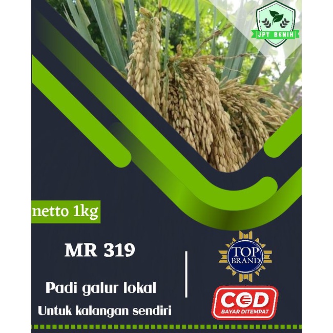 benih padi mr 319 1kg