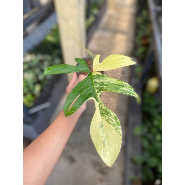 Philodendron Flobe Var