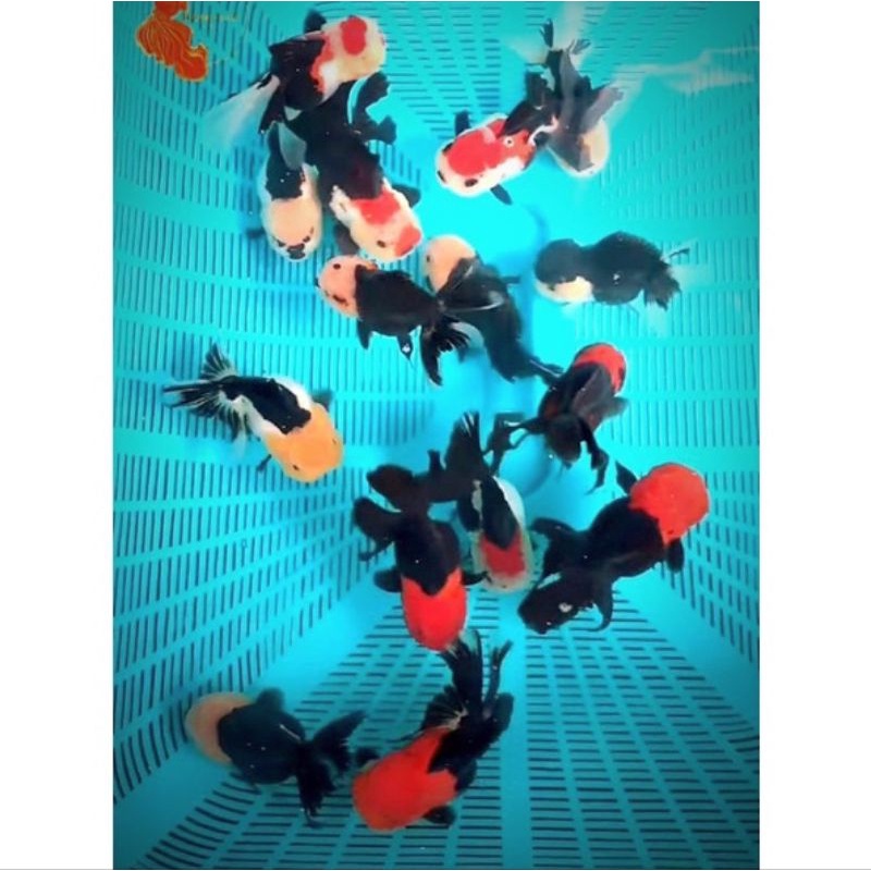 

BABY koki Oranda Panda Trikolor Berkualitas Bonus Pakan