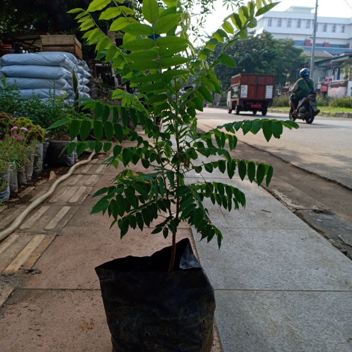 DISCON Bibit Tanaman Buah belimbing sayur/belimbing wuluh