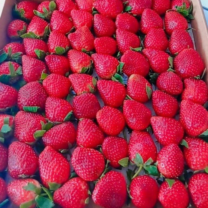 

Strawberry Fresh Hampers - Premium Grade A